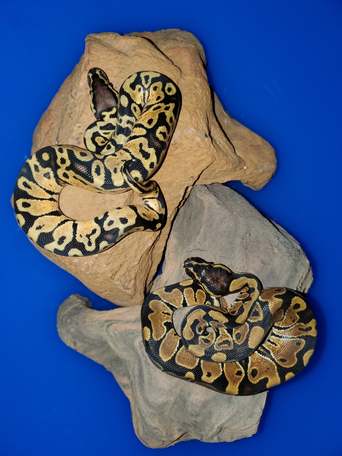 1.1 Pastel💯% Het Dg Ball Python by Bob Crupi Pythons/Affordable Ball ...