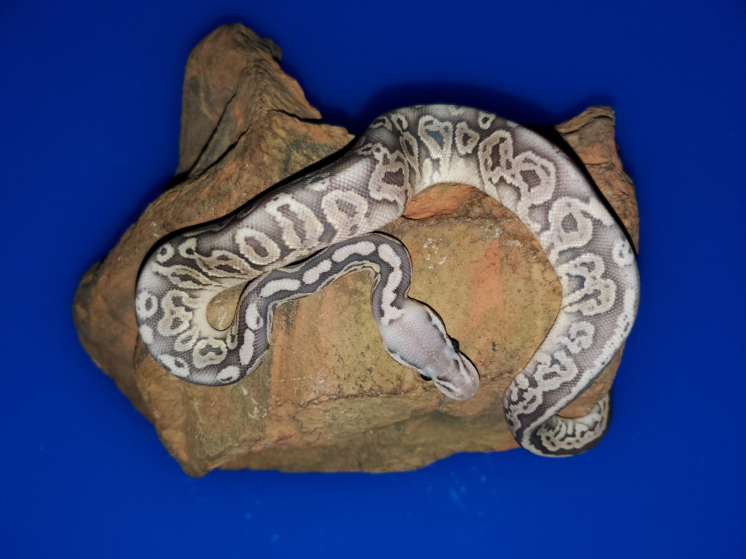 22(M) Black Pastel Pastel Orange Ghost ( Shipping Included) Ball Python