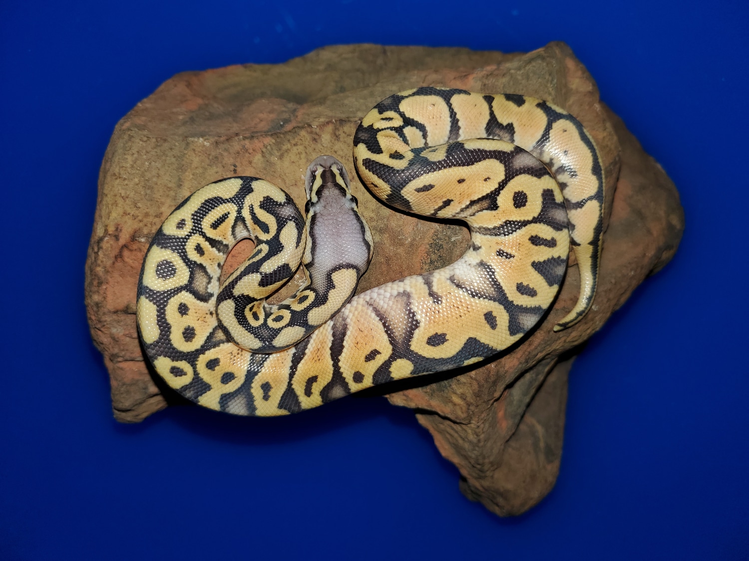 22(M) Pastel Orange Ghost ( Shipping Included) Ball Python by Bob Crupi