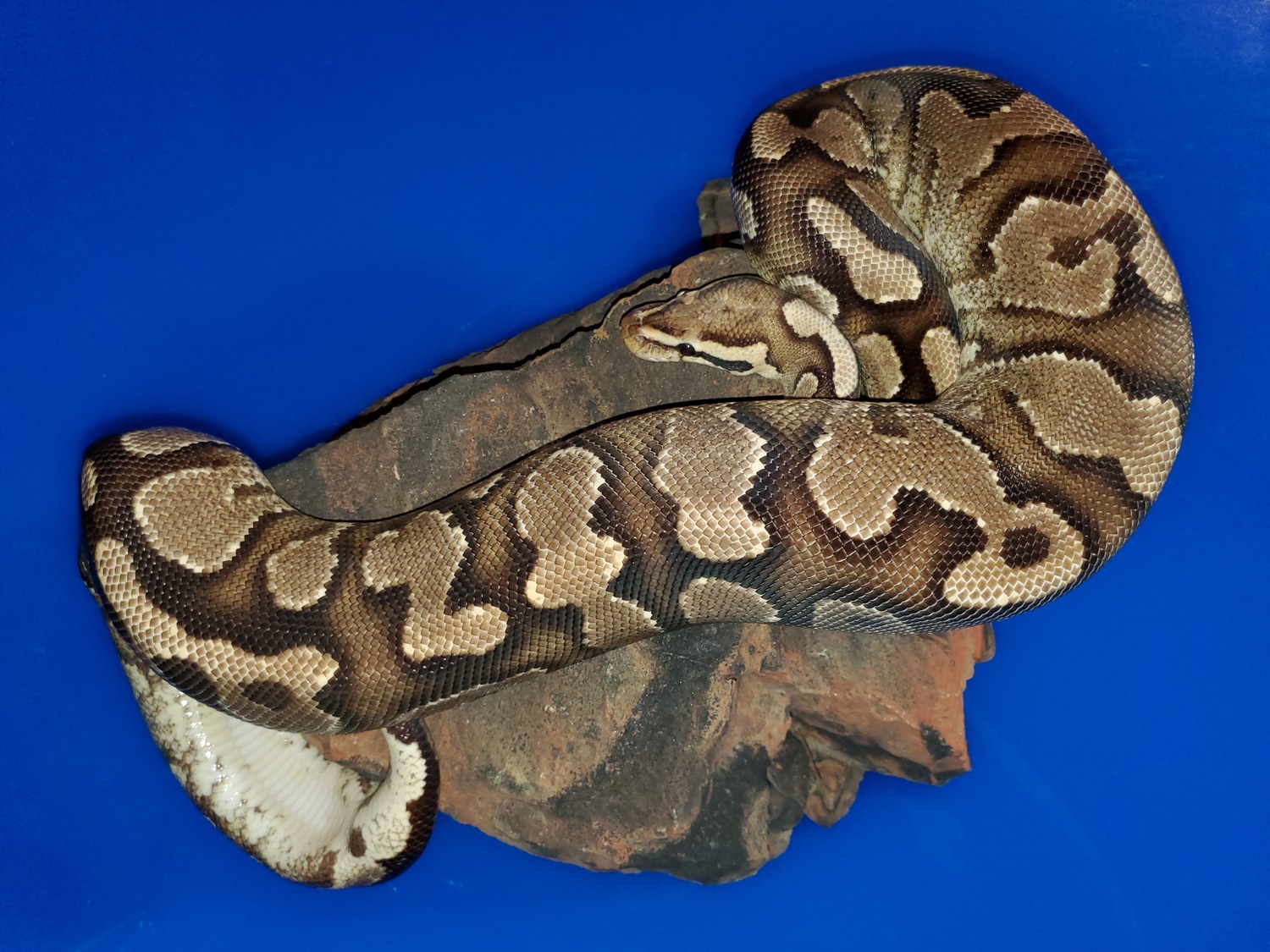 Pb)fire Yellow Belly ( Free Shipping) Ball Python by Bob Crupi Pythons/affordable Ball Morphs