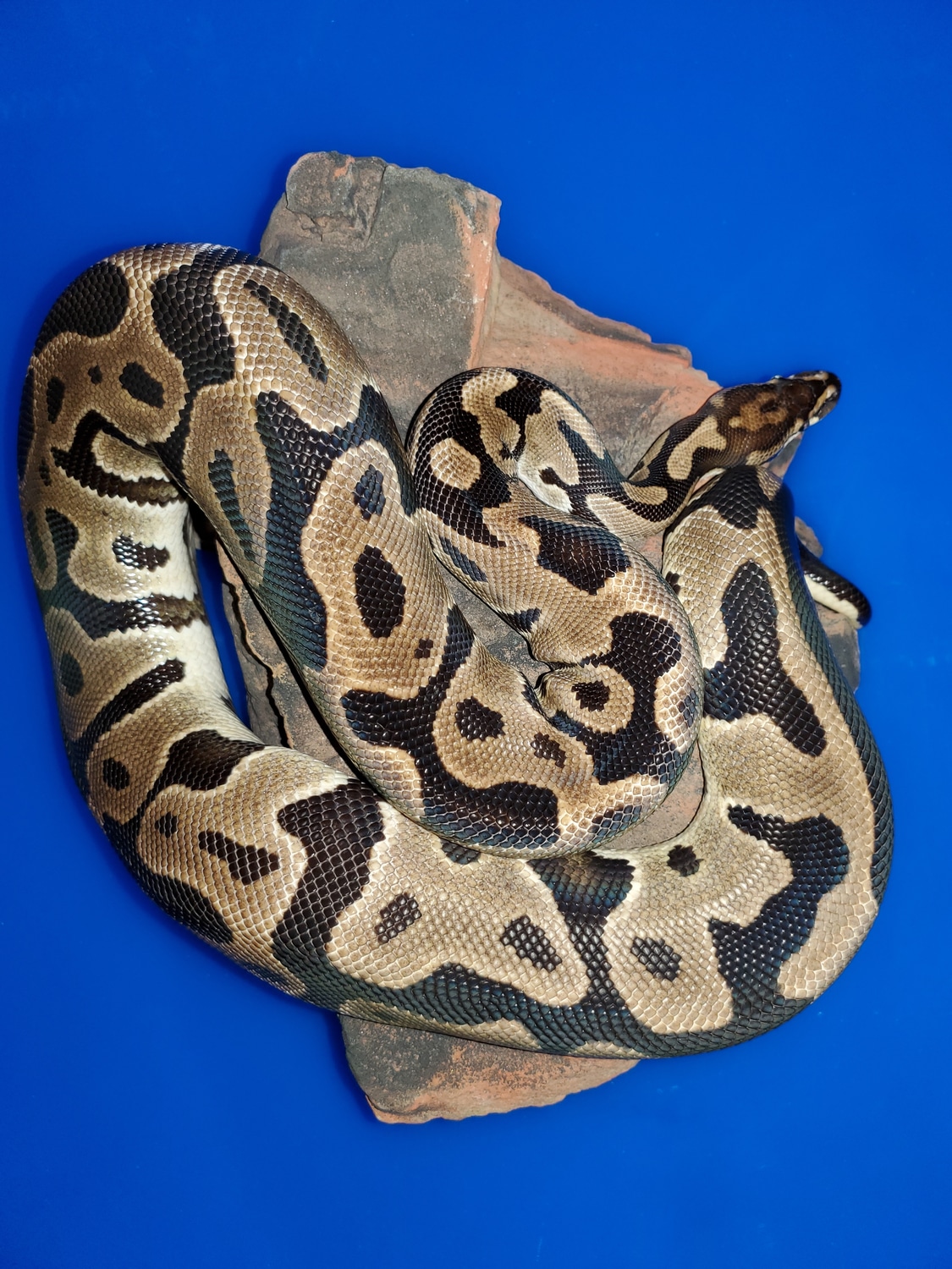 (Pb) Leopard 37 Fa ( Free Shipping) Ball Python by Bob Crupi Pythons/affordable Ball Morphs