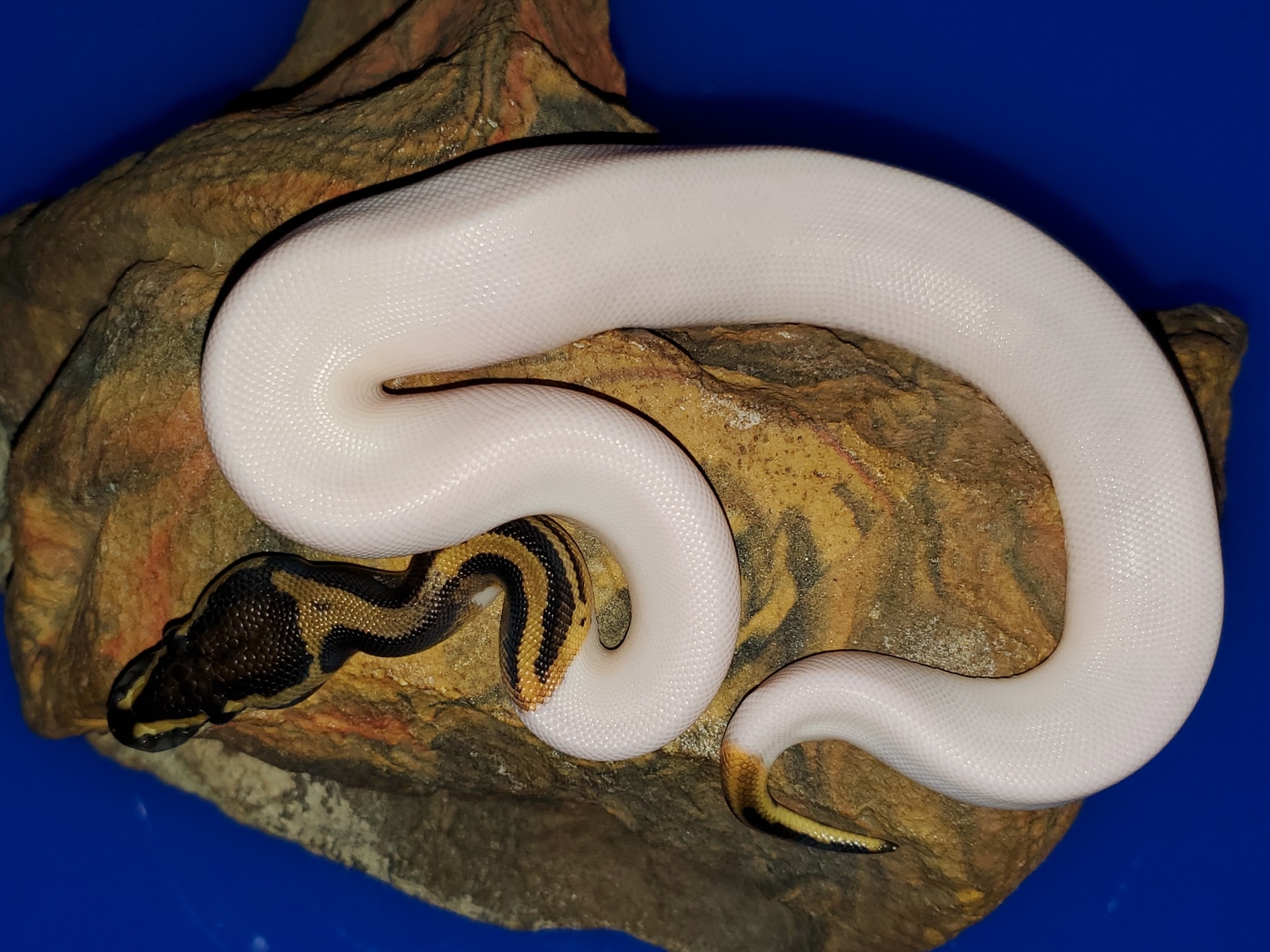 PIED 💯 HET VPI AXANTHIC Pos Leopard ( FREE SHIPPING) Ball Python by Bob Crupi Pythons