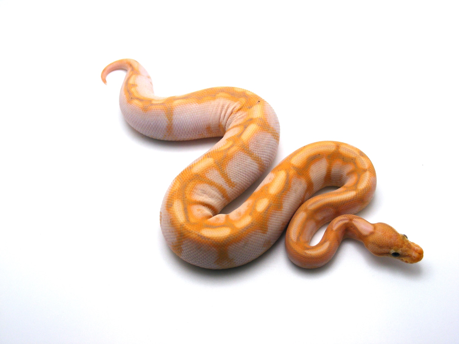 Banana Calico Spider Pos Cinnamon Ball Python by Regius Python Palette