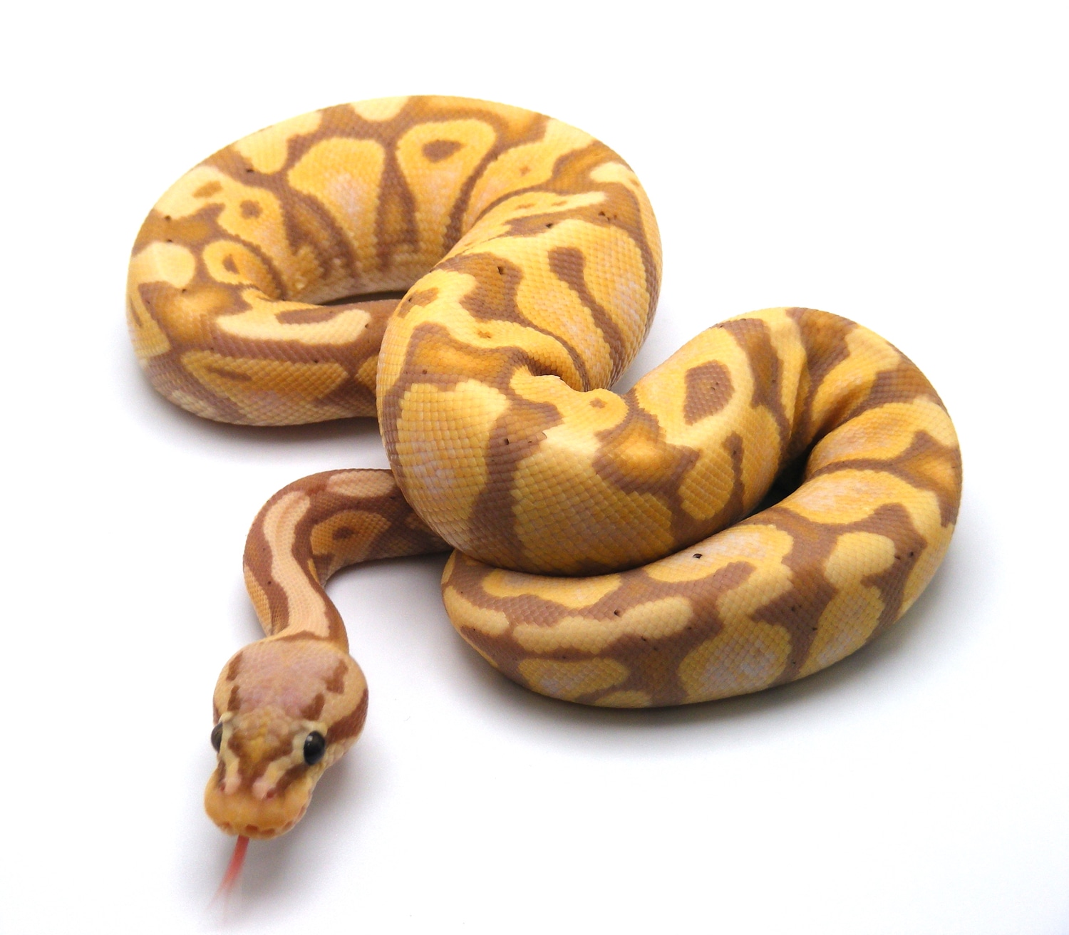 Banana Mojave Pastel Pos GHI Ball Python by Regius Python Palette ...