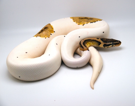 Pastel Pied High White Ball Python by Regius Python Palette