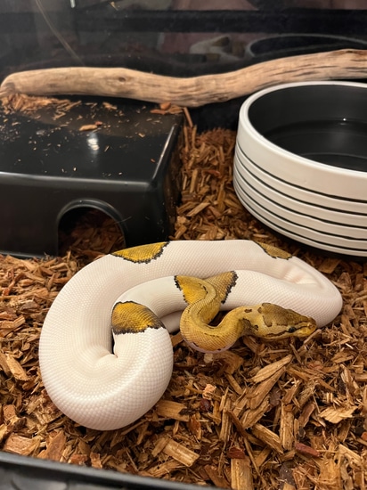 Lemon Blast Piebald Ball Python by Mainely Pythons