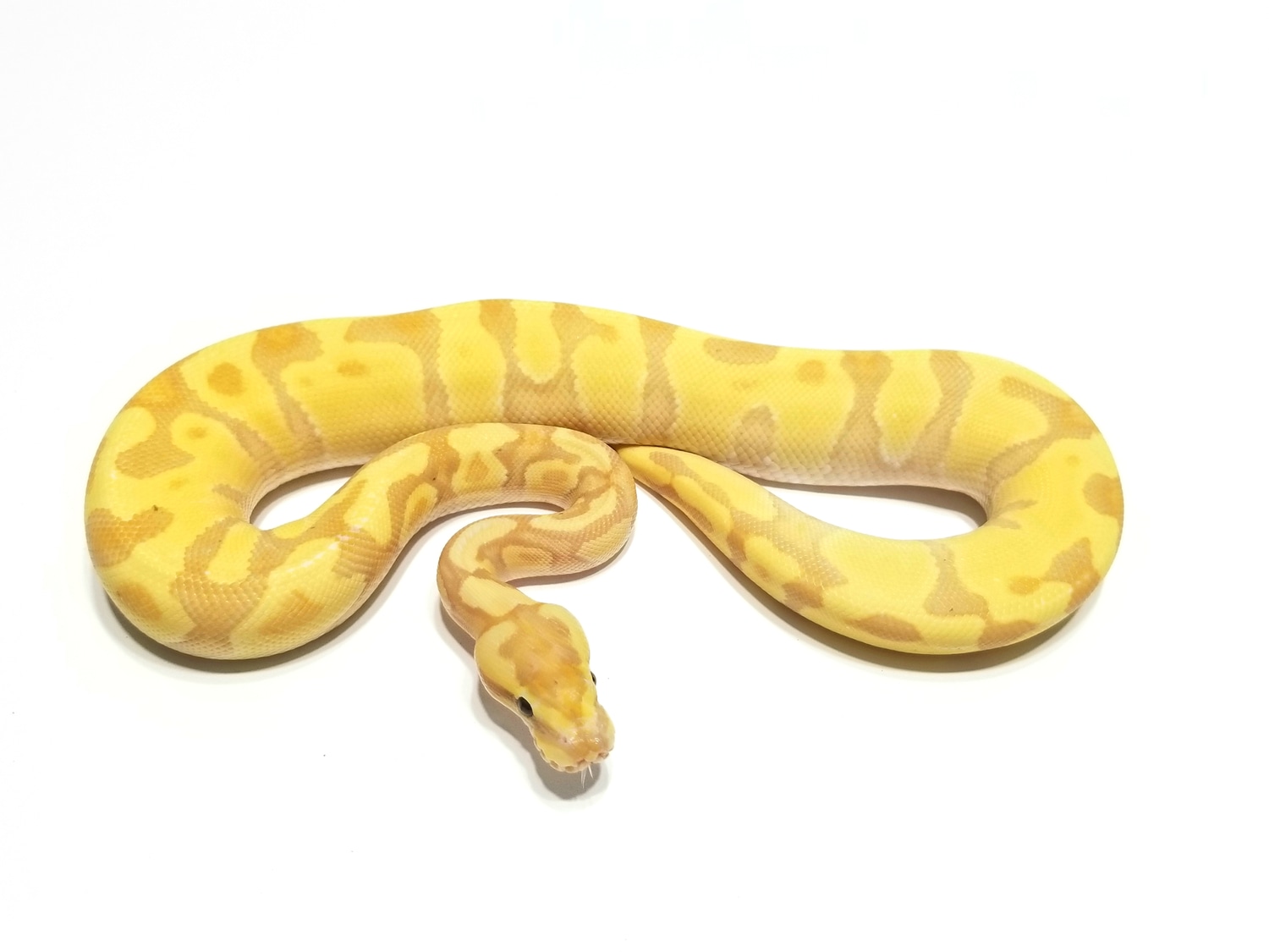 Super Enchi Banana Poss Yb Ball Python by Bobs Balls MorphMarket