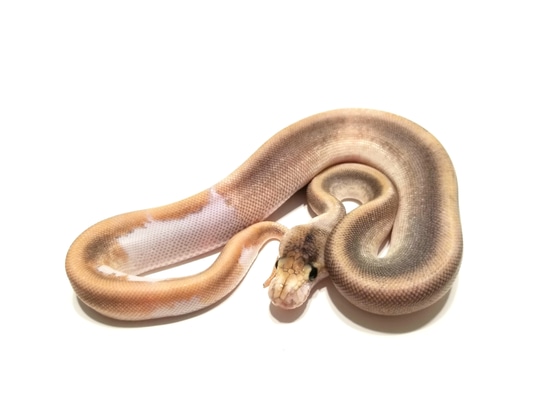 Cinnamon Champagne Ball Python by Bobs Balls