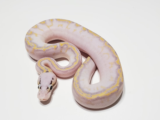 Super Pastel Highway Ball Python by Bobs Balls