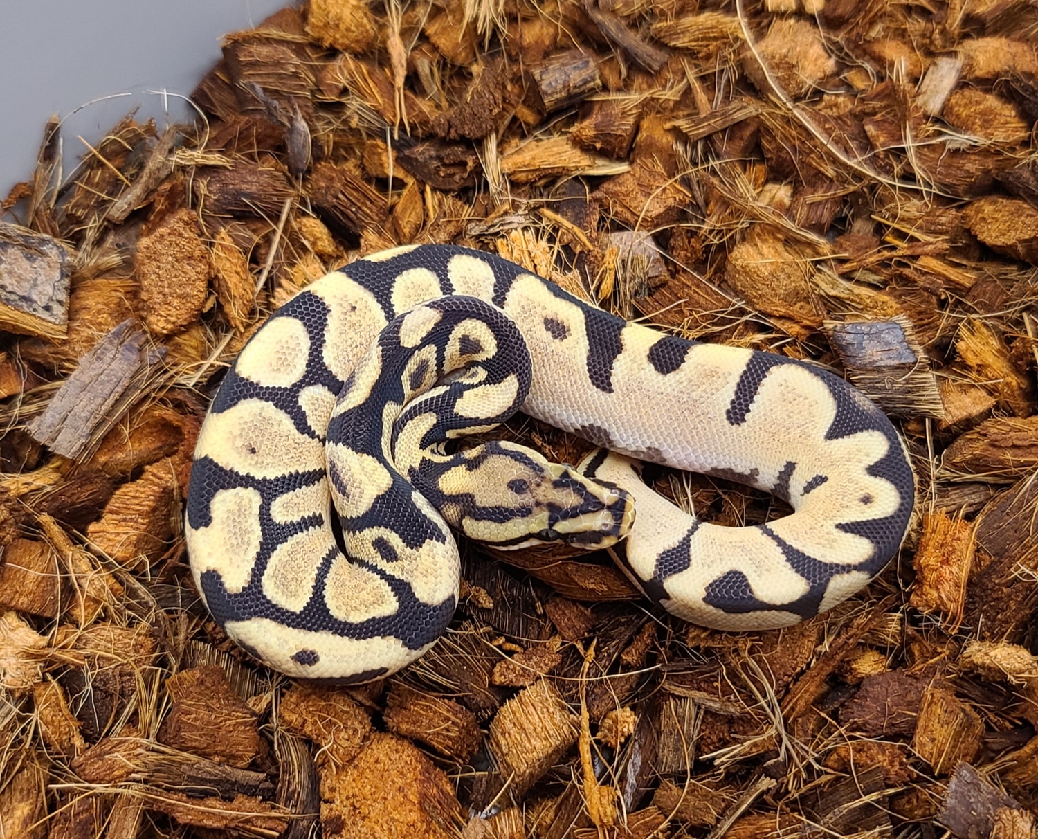 Od Fire Spotnose Ball Python by Bobs Balls - MorphMarket