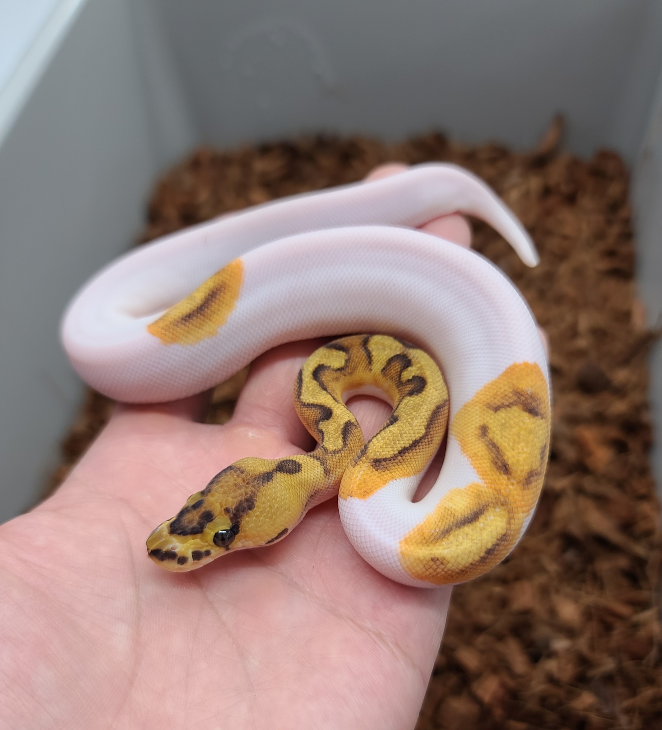Enchi Fire Clown Pied Ball Python by Bobs Balls - MorphMarket