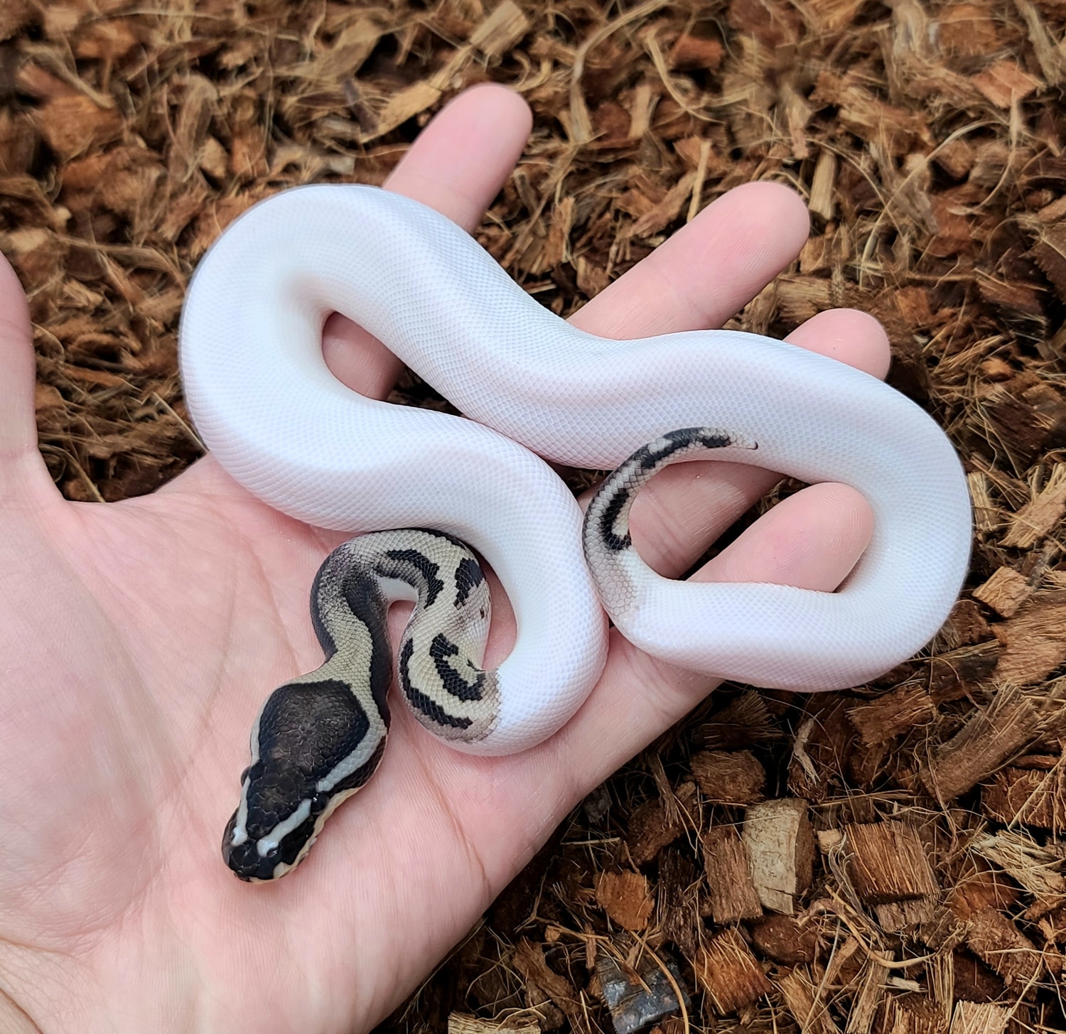 Leopard Vpi Axanthic Pied Ball Python by Bobs Balls - MorphMarket