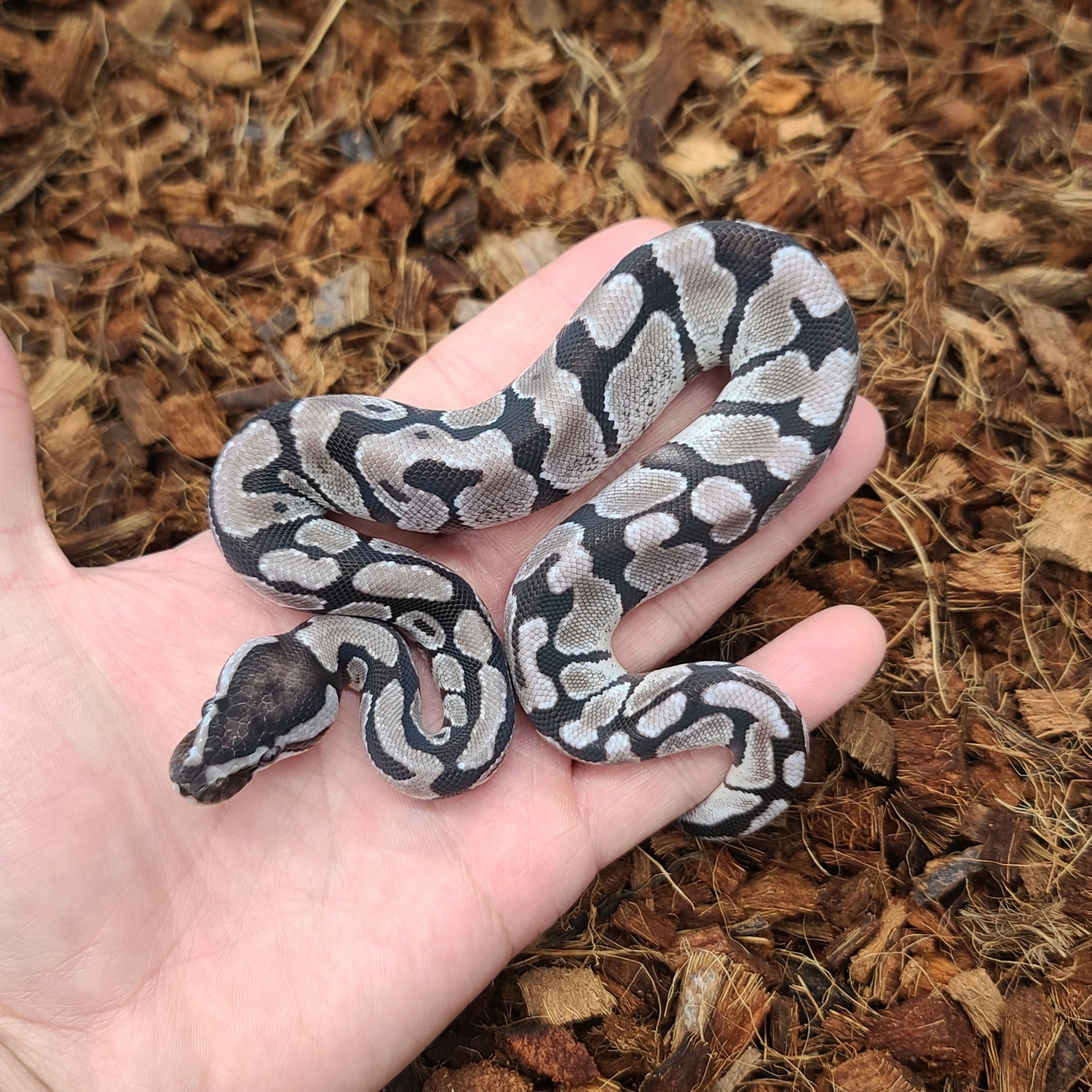 Enchi Vpi Axanthic Het Desert Ghost Ball Python by Bobs Balls - MorphMarket