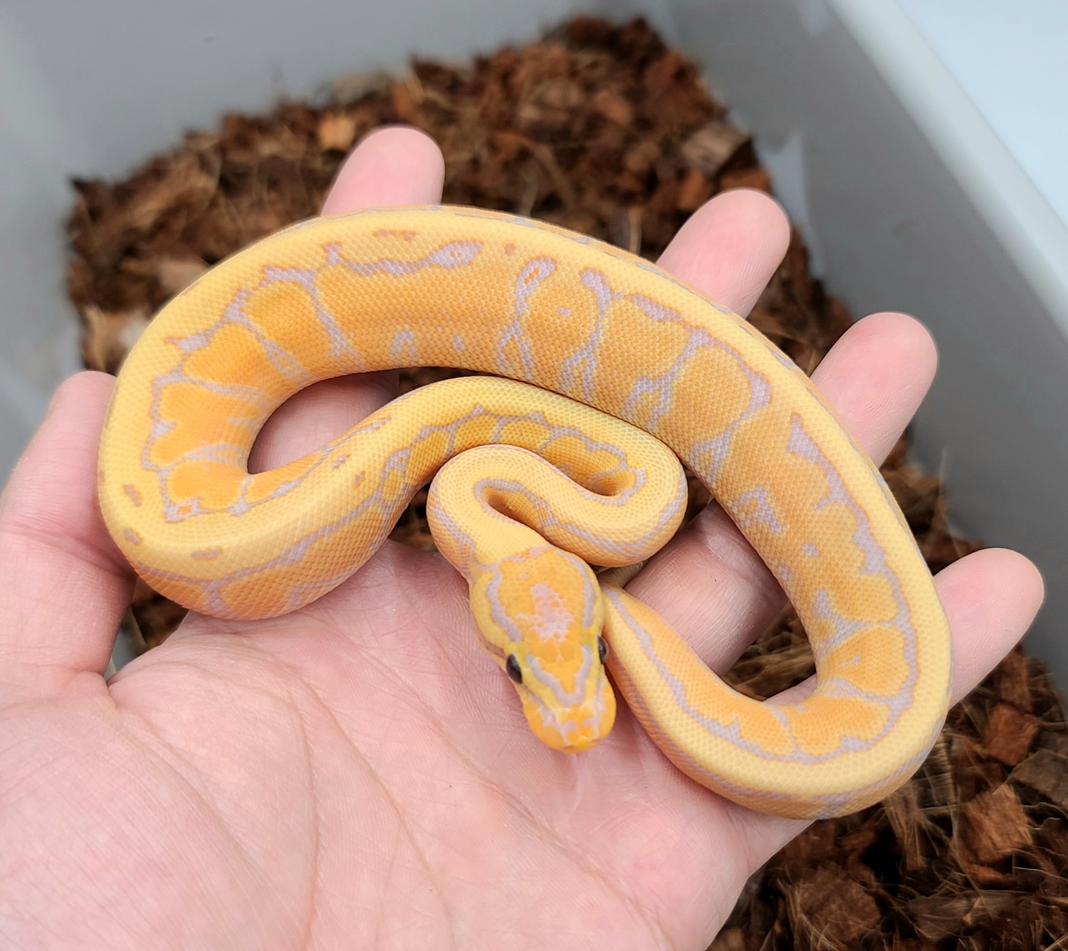 Banana Pin Yb Ball Python by Bobs Balls MorphMarket