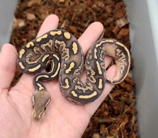 Hypo Black Pastel Fire Yb Ball Python by Bobs Balls