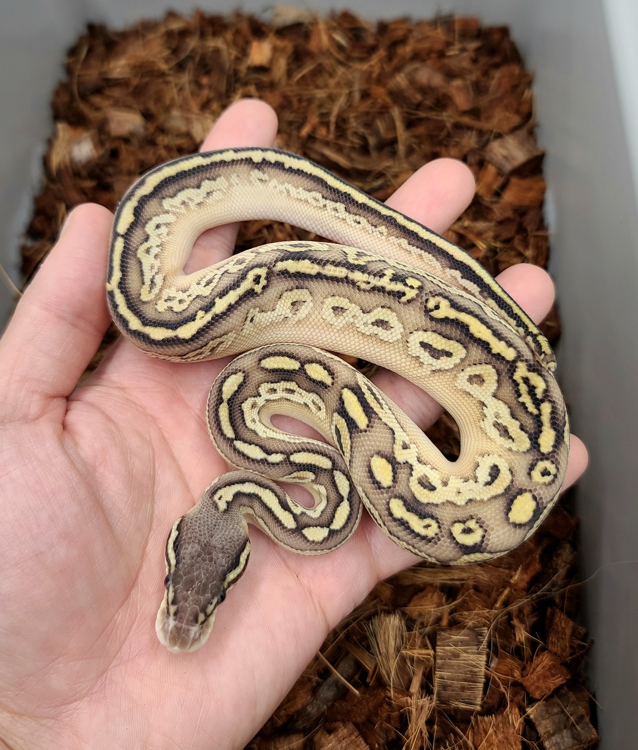 Pastel Lesser Bongo Ball Python by Bobs Balls MorphMarket