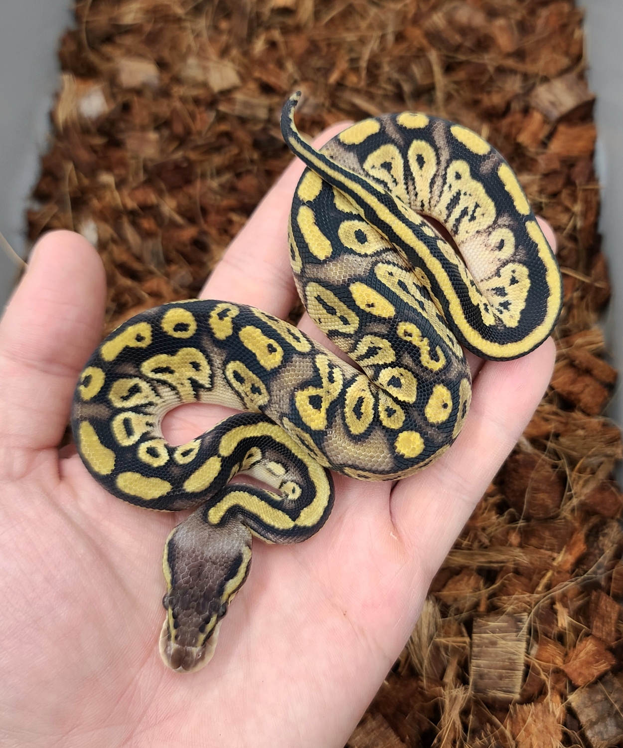 Pastel Bongo Ball Python by Bobs Balls MorphMarket