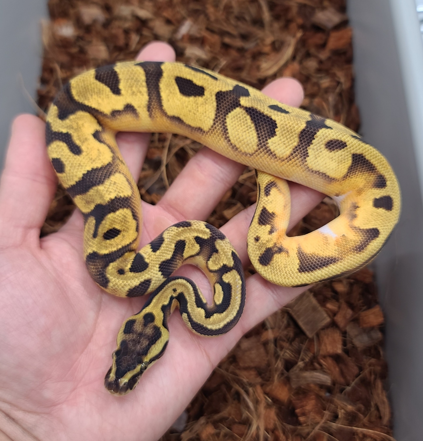 Pastel Enchi Pied Ball Python by Bobs Balls MorphMarket