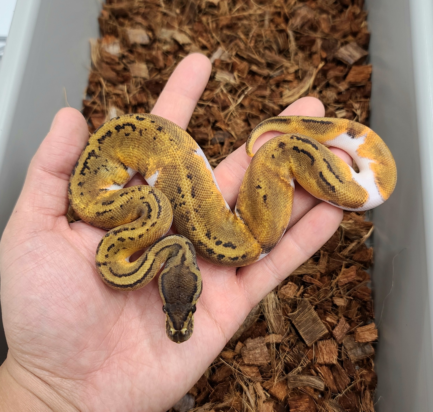 Enchi Pin Pied Ball Python by Bobs Balls - MorphMarket