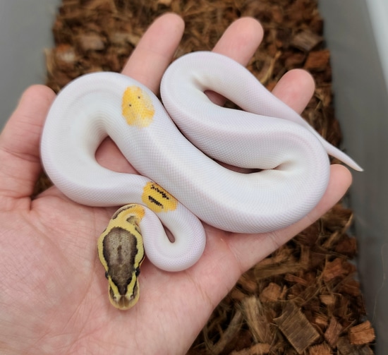 Pastel Fire Genex Pied Ball Python by Bobs Balls