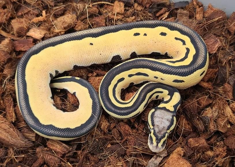 Pastel Desert Ghost Tristripe Ball Python by Bobs Balls MorphMarket
