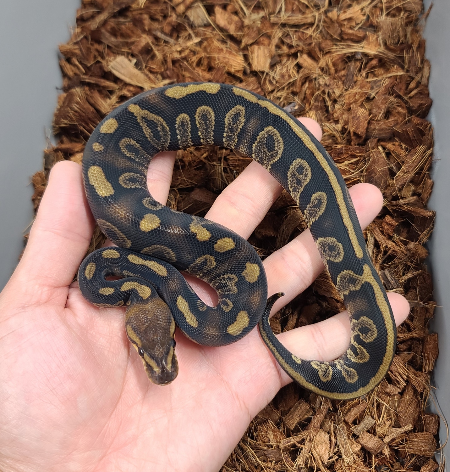 Super Chocolate Ball Python by Bobs Balls - MorphMarket