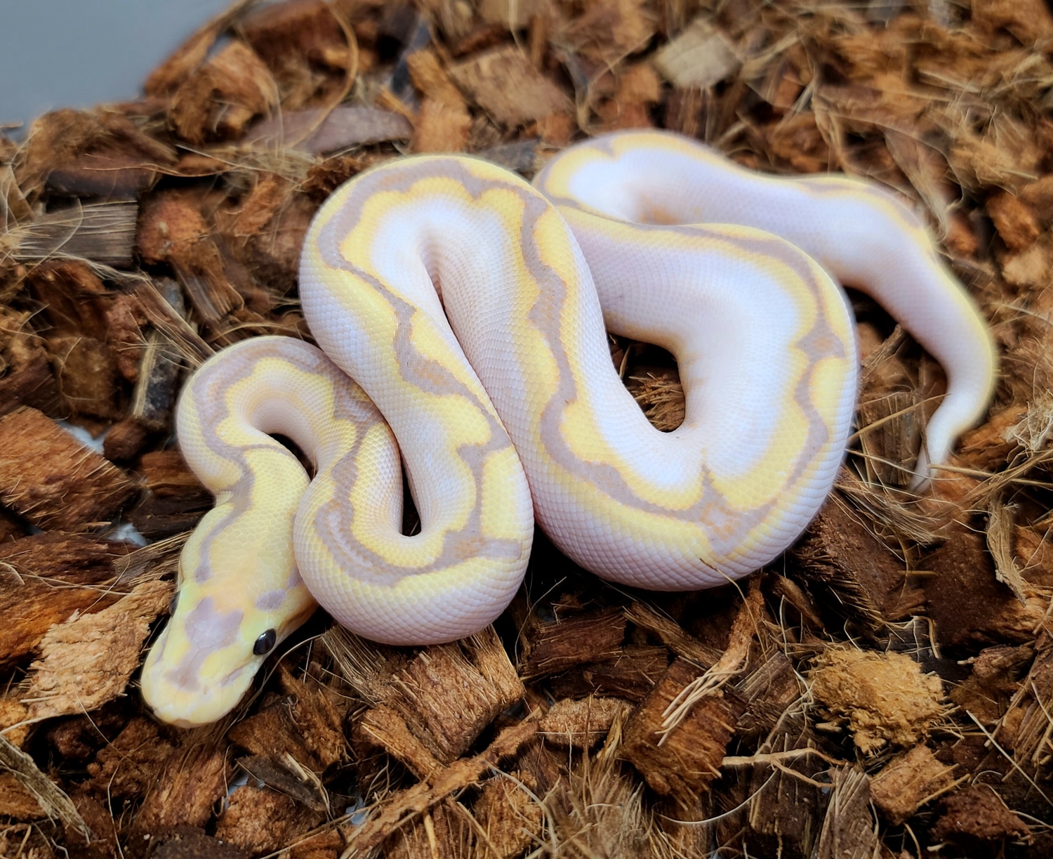 Od Banana Spider Calico Specter Ball Python by Bobs Balls MorphMarket