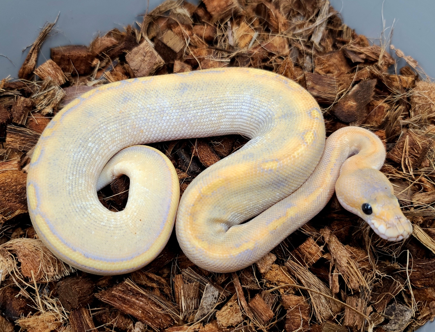 Hypo Champagne Ball Python by Bobs Balls - MorphMarket