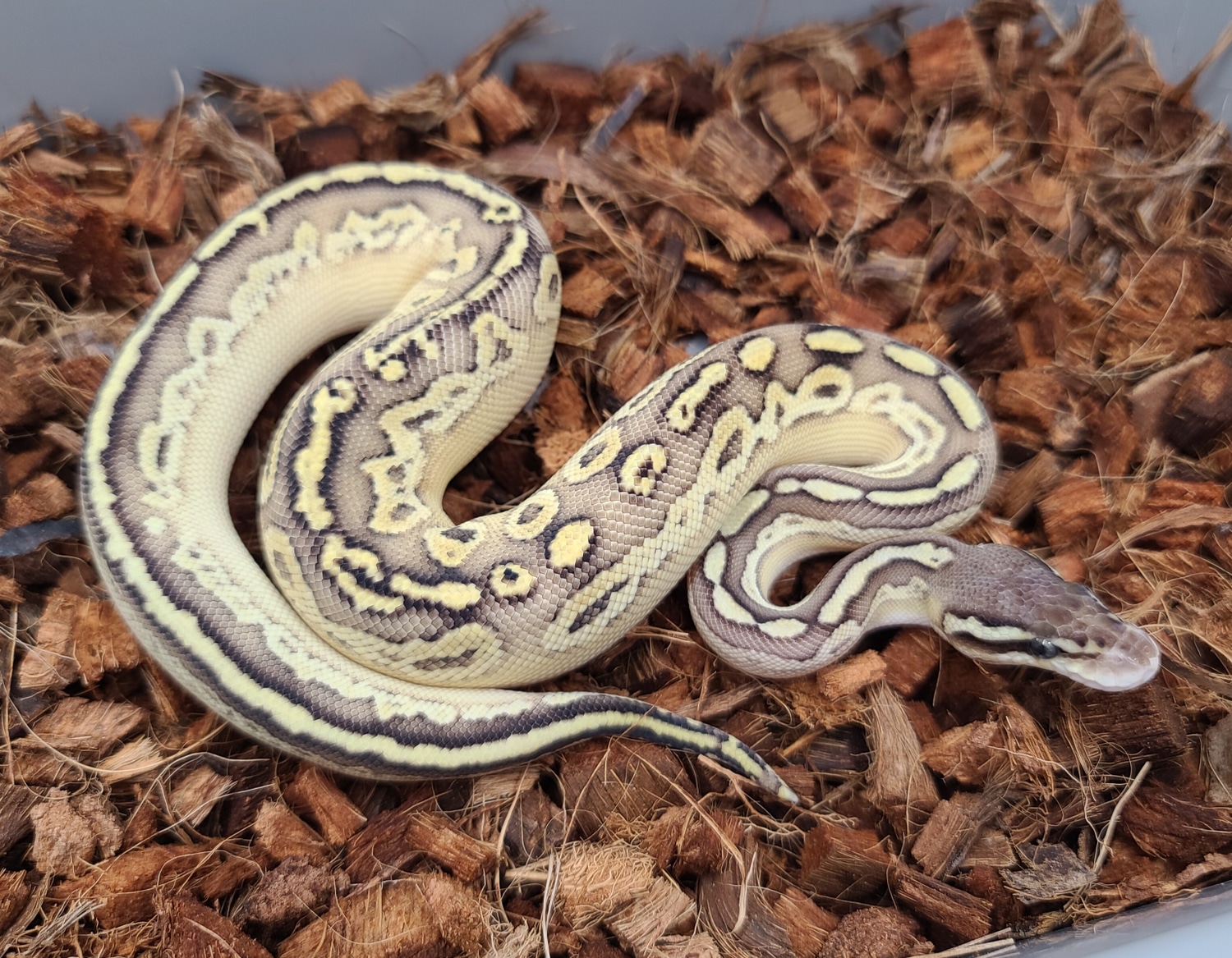 Pastel Lesser Bongo Ball Python by Bobs Balls MorphMarket