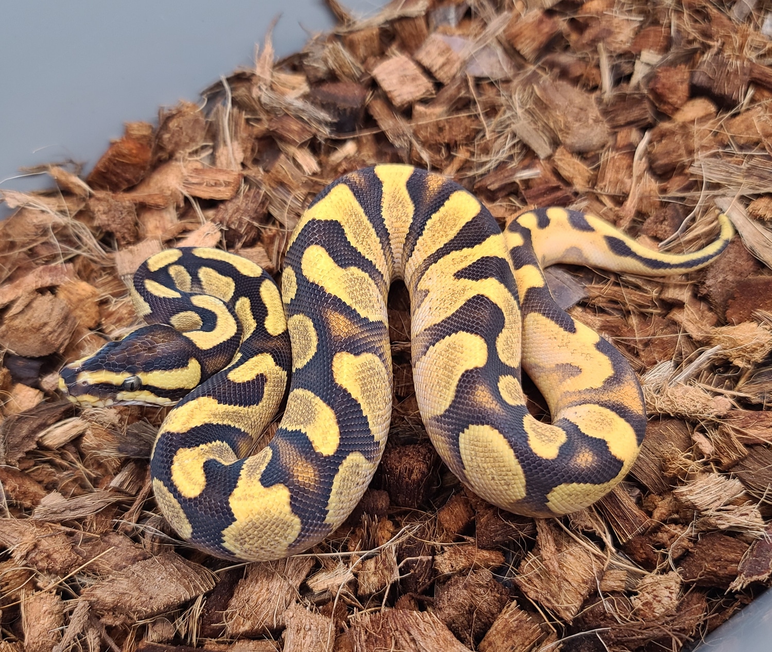 Od Enchi Yb Calico Ball Python by Bobs Balls - MorphMarket
