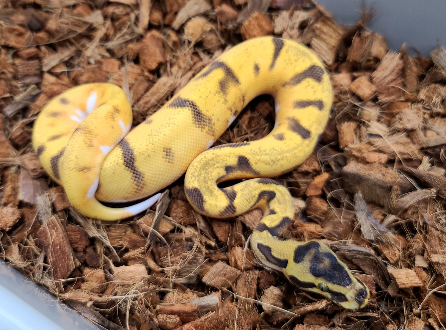 Od Super Enchi Pied Ph Ball Python by Bobs Balls - MorphMarket