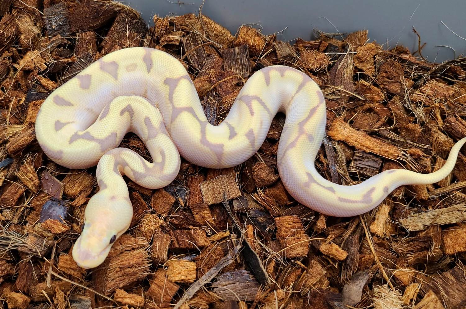 Chocolate Od Banana Spider Yb Ball Python by Bobs Balls MorphMarket