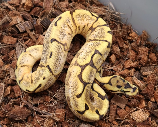 Fire Spider Yb Dh Lav Pied Ball Python by Bobs Balls