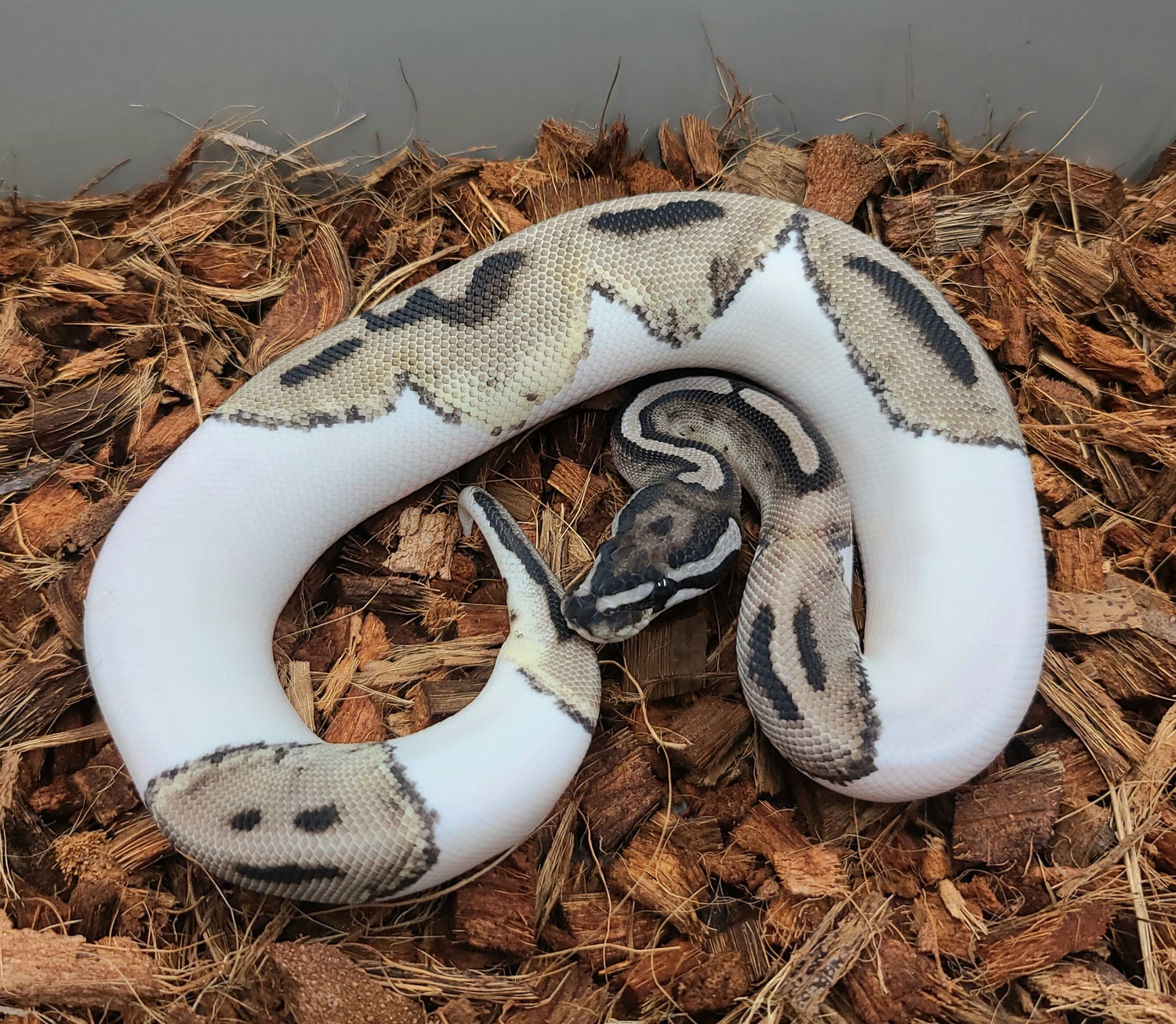 Vpi Axanthic Pied Ball Python by Bobs Balls - MorphMarket