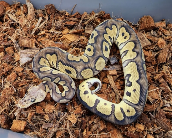 Pastel Chocolate Clown Ball Python by Bobs Balls