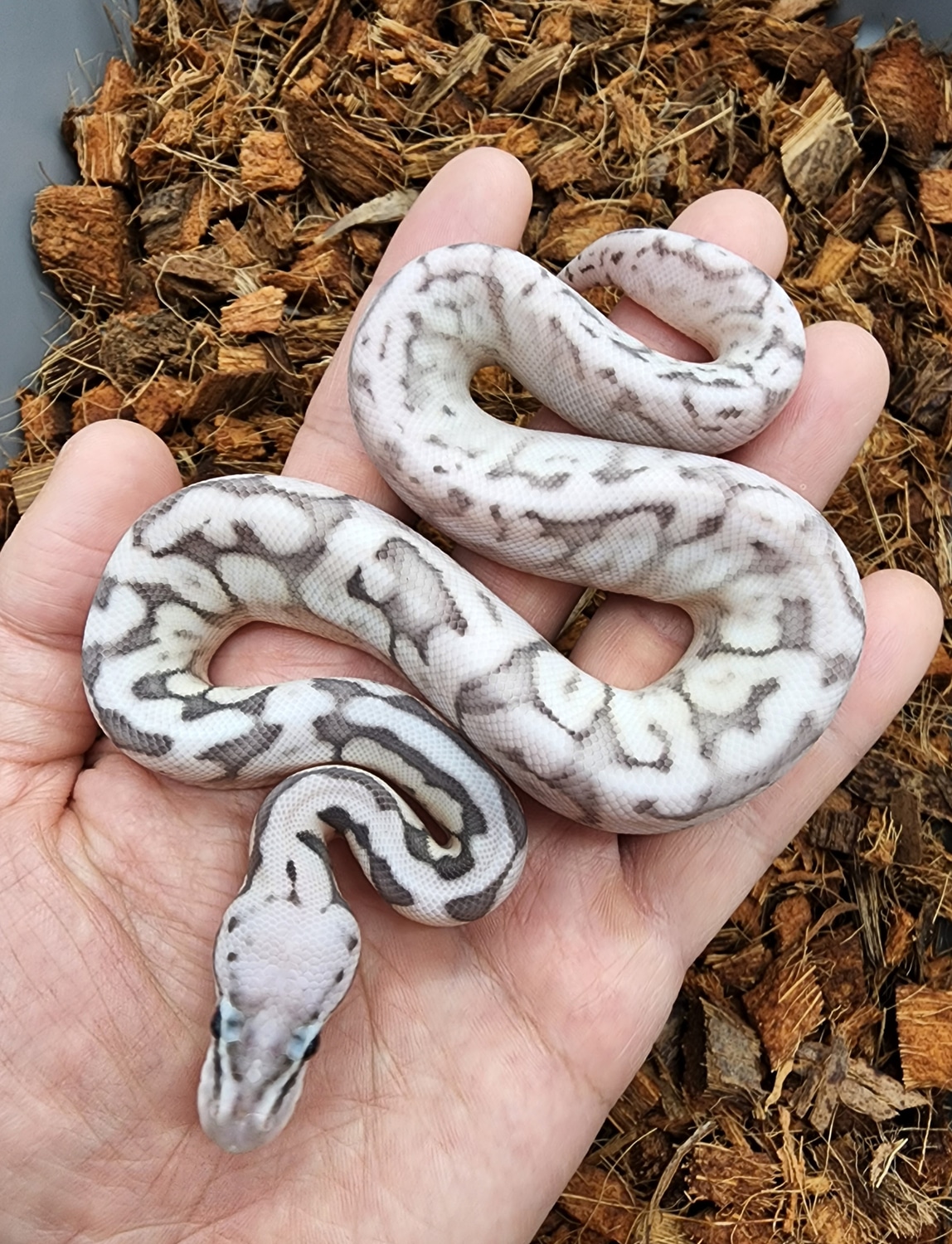 Killer Bee Black Pastel Calico Ball Python by Bobs Balls - MorphMarket