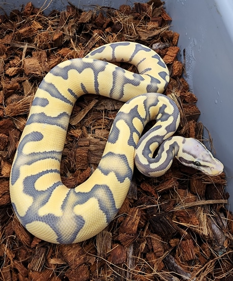 Pastel Enchi Chocolate Hypo Desert Ghost Ball Python by Bobs Balls