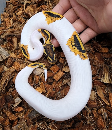 趣味・スポーツ・実用 PERFECT BALL PYTHON Amazon.co.jp: パーフェクトボールパイソン 超 : 文房具