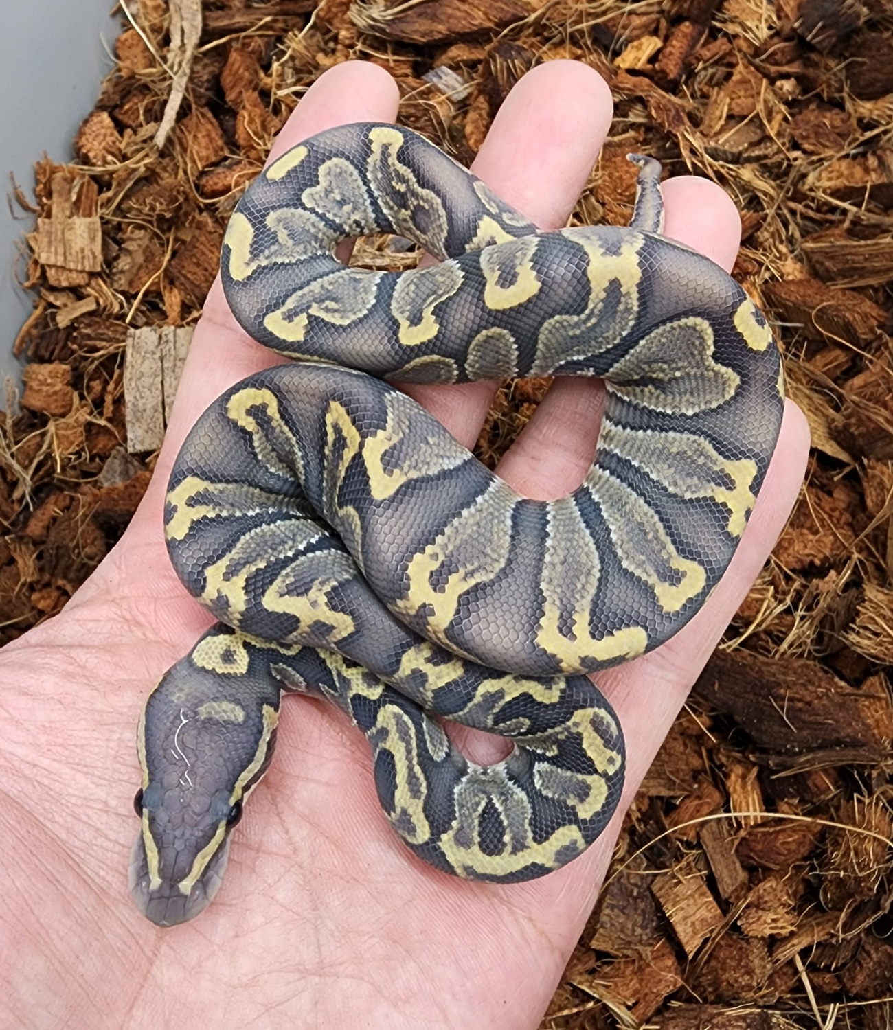 Hypo Ghi Ball Python by Bobs Balls - MorphMarket