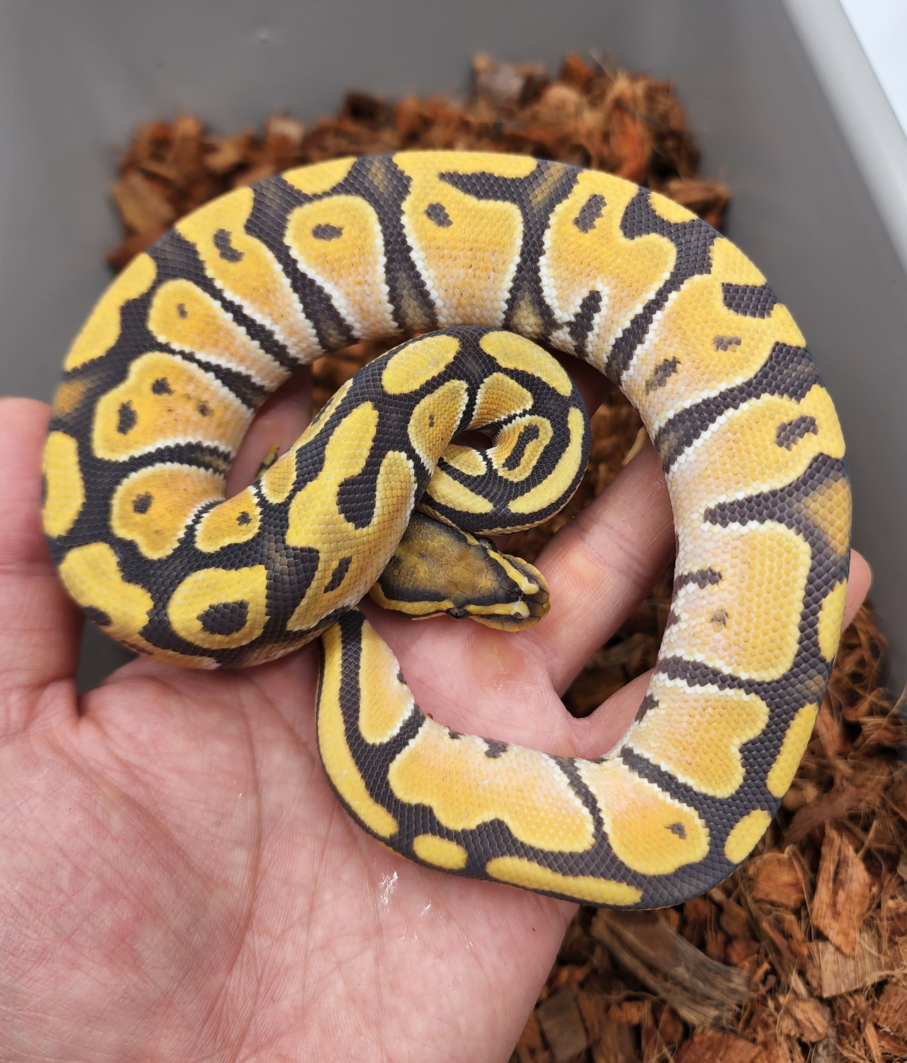 Od Hypo Calico Ball Python by Bobs Balls - MorphMarket