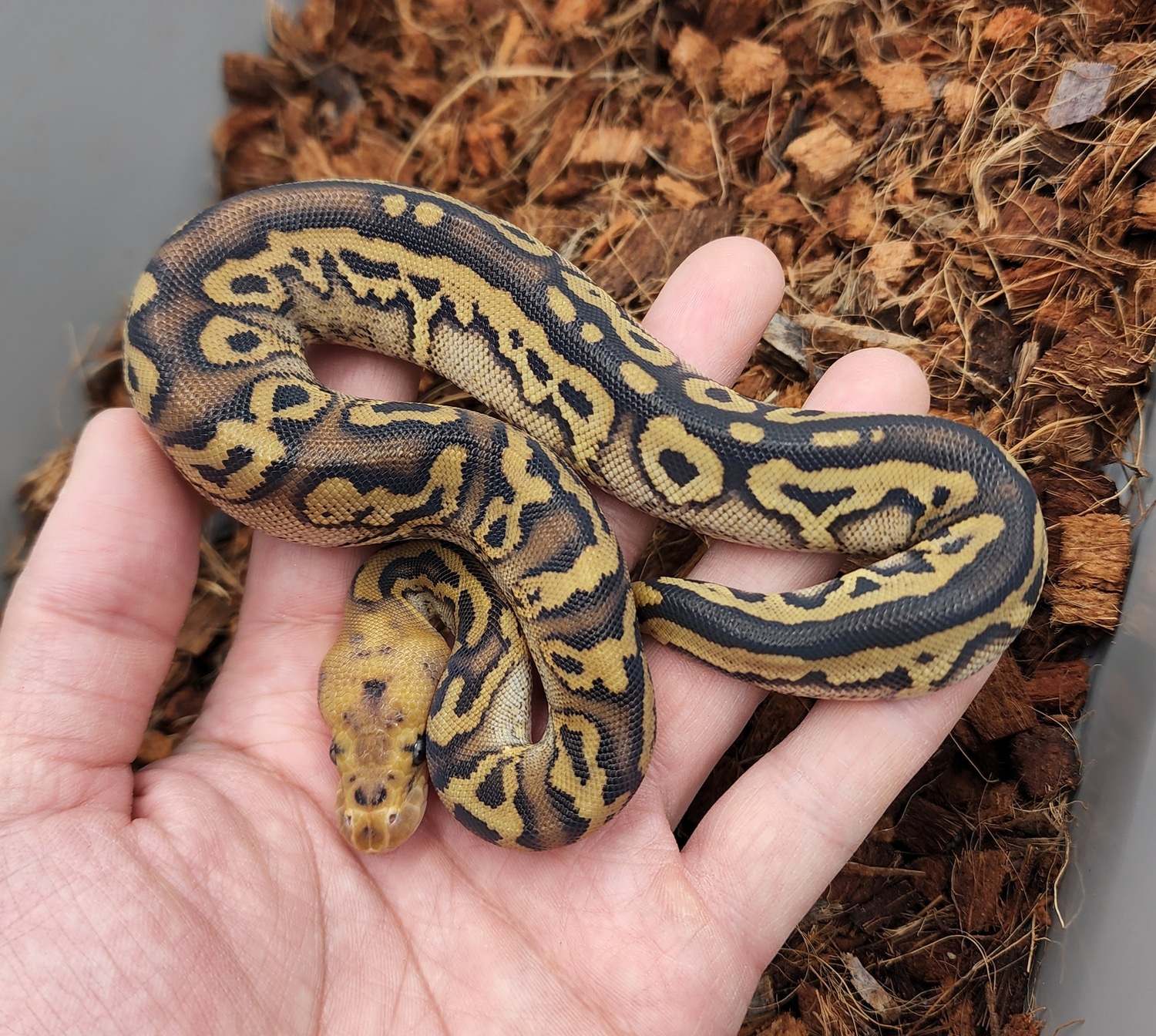 Mahogany Leopard Clown Ball Python by Bobs Balls MorphMarket