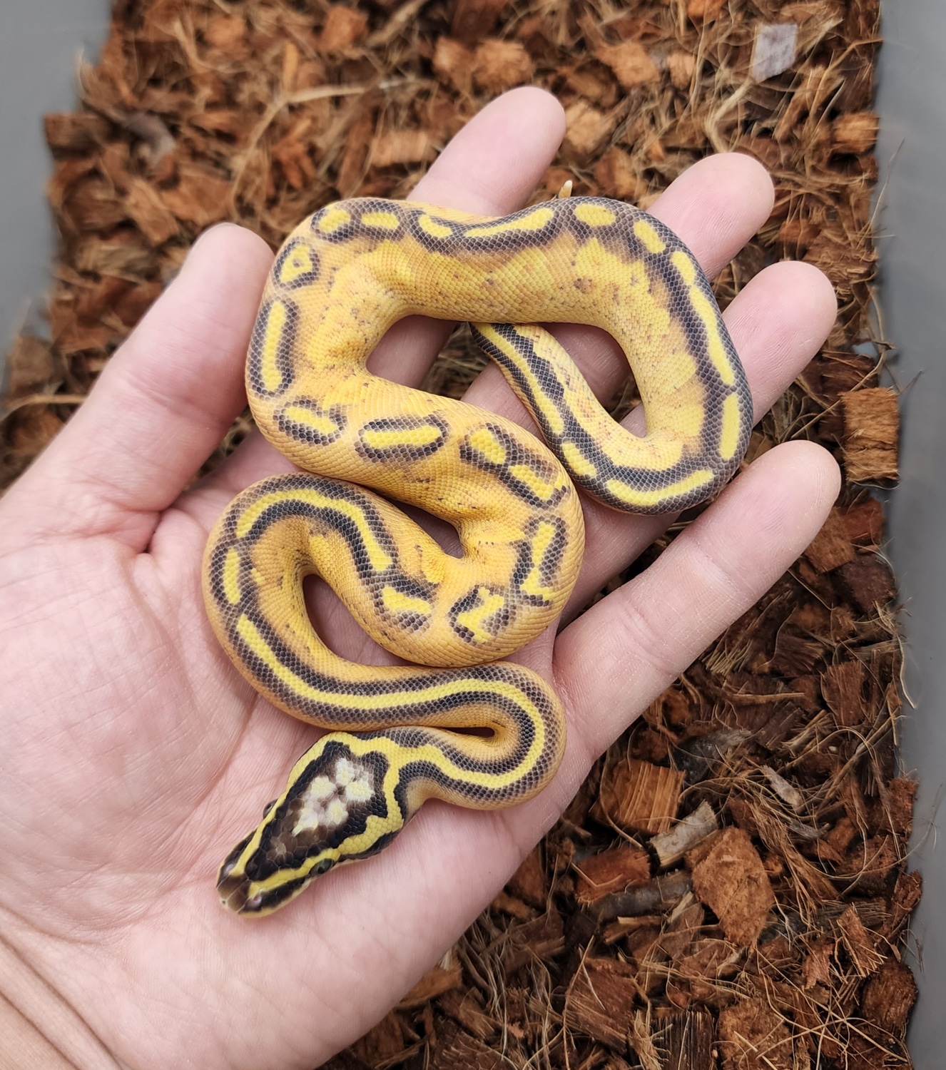 Pastel Enchi Cypress Freeway Ball Python by Bobs Balls MorphMarket