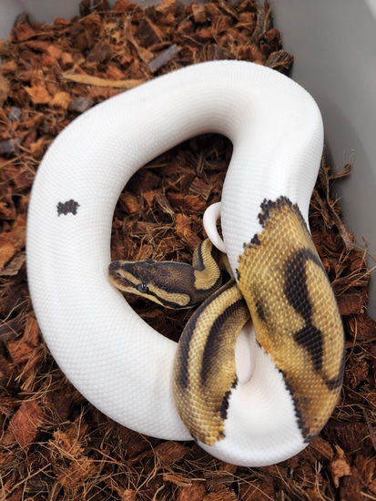 Pied 66% Ph Dg Ball Python by Bobs Balls