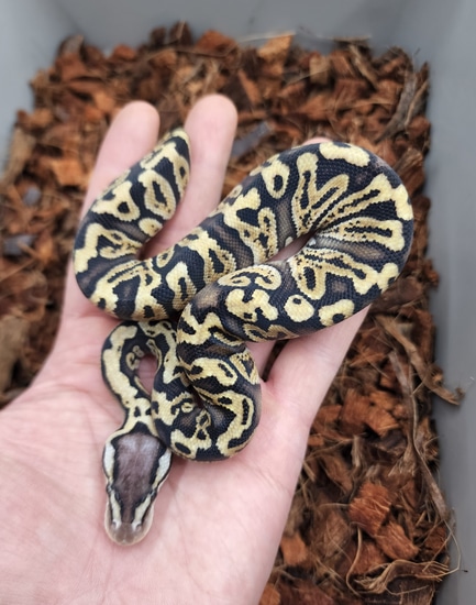 Pastel Ghi Dh Dg Clown Ball Python by Bobs Balls - MorphMarket