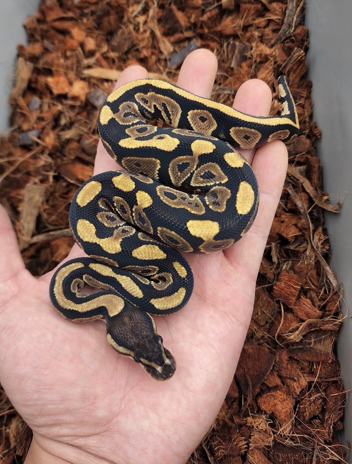 Black Pastel Triple Het Vpi Axanthic Dg Clown Ball Python by Bobs Balls ...