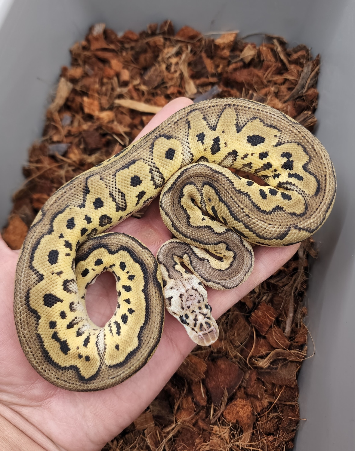 Pastel Leopard Clown Ball Python by Bobs Balls MorphMarket