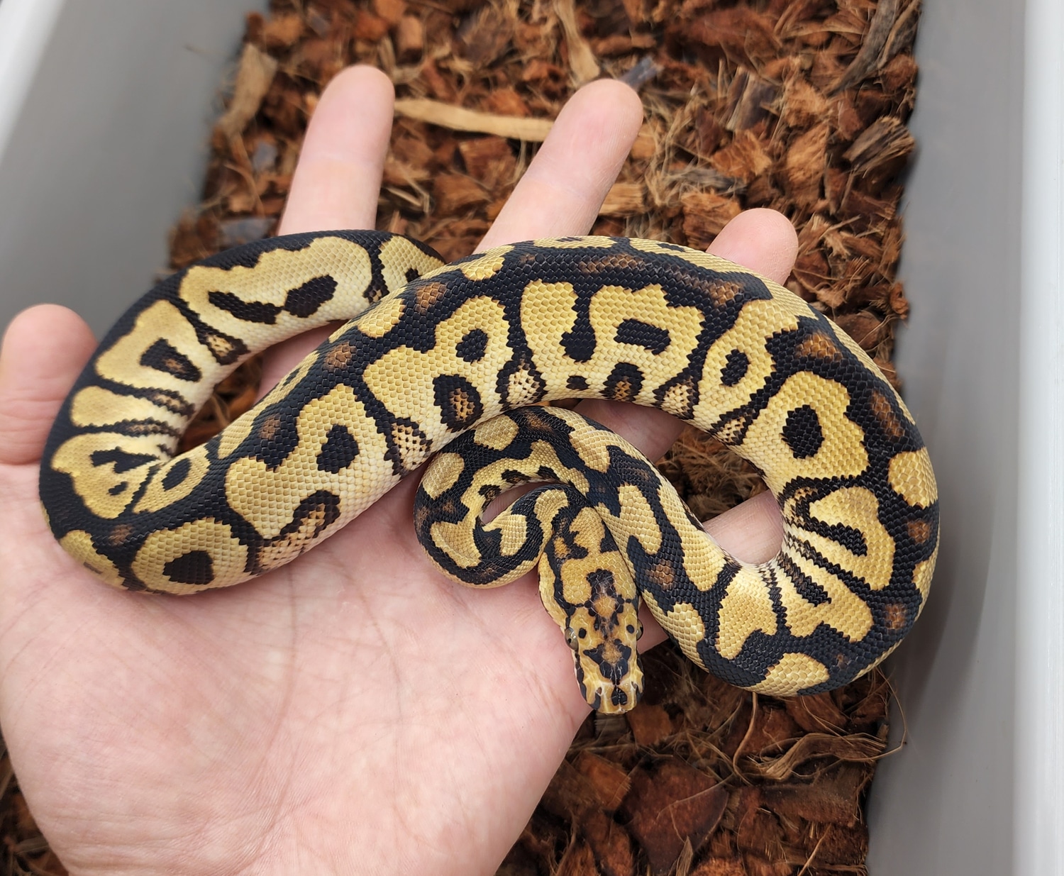 Spotnose Clown Ball Python by Bobs Balls MorphMarket