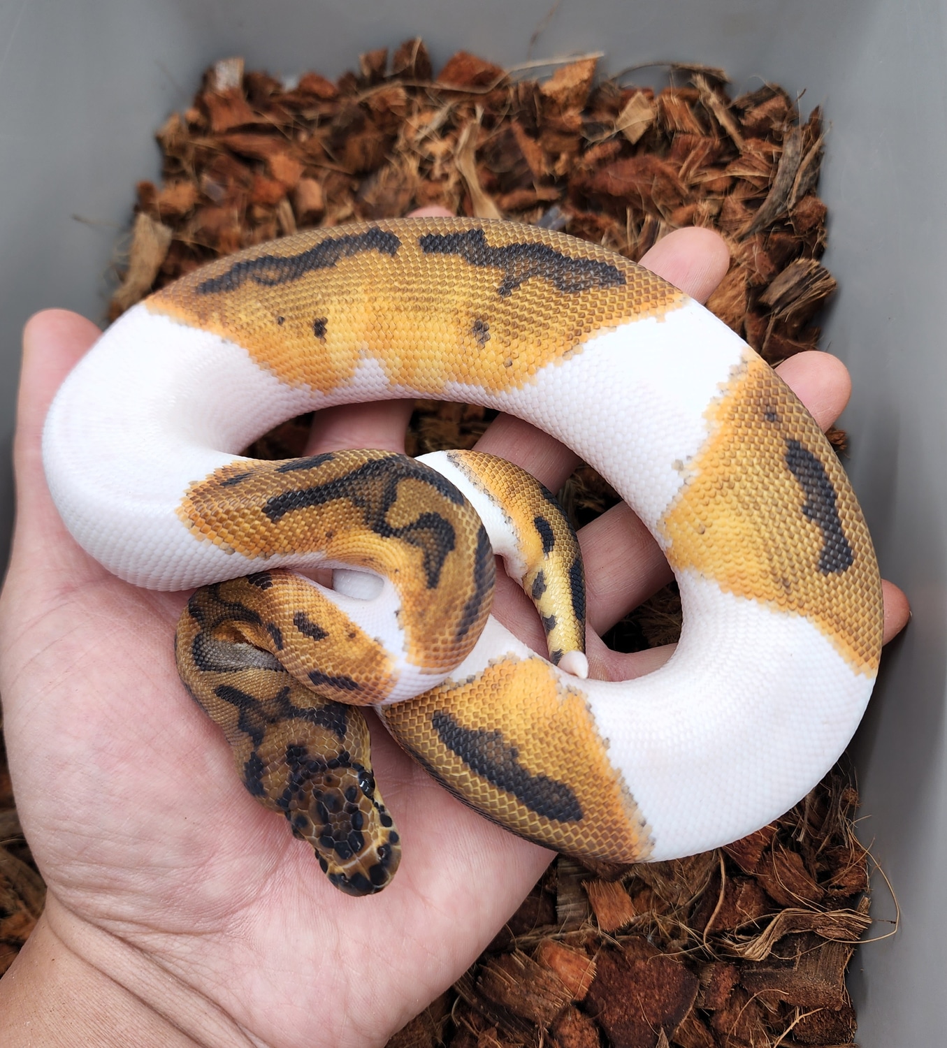 Clown Pied Ball Python by Bobs Balls - MorphMarket