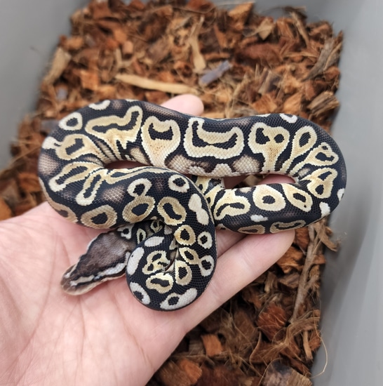 Black Pewter Lace Ball Python by Bobs Balls