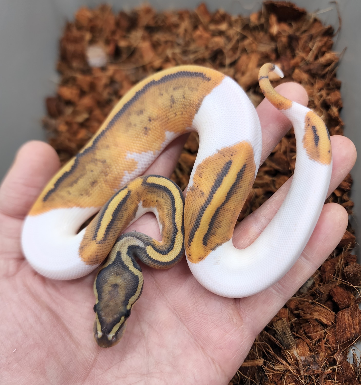 Hypo Pied Ball Python by Bobs Balls - MorphMarket